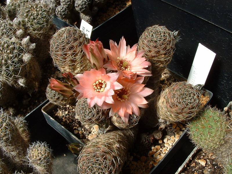 Mediolobivia brachyantha.JPG